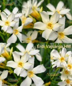 Érdi Vajsárga HM