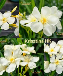 Krisztina HK