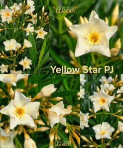 Yellow Star PJ